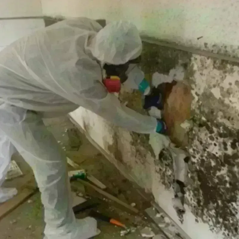 Mold Remediation and Removal in Mecklenburg County, NC